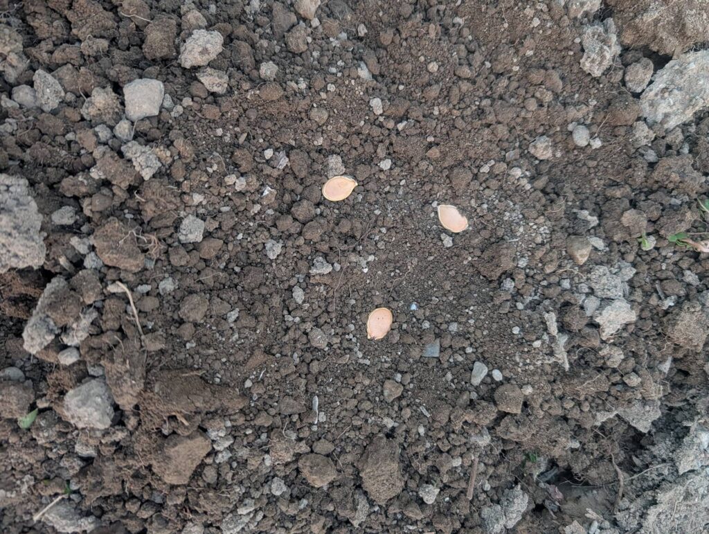 カボチャの種