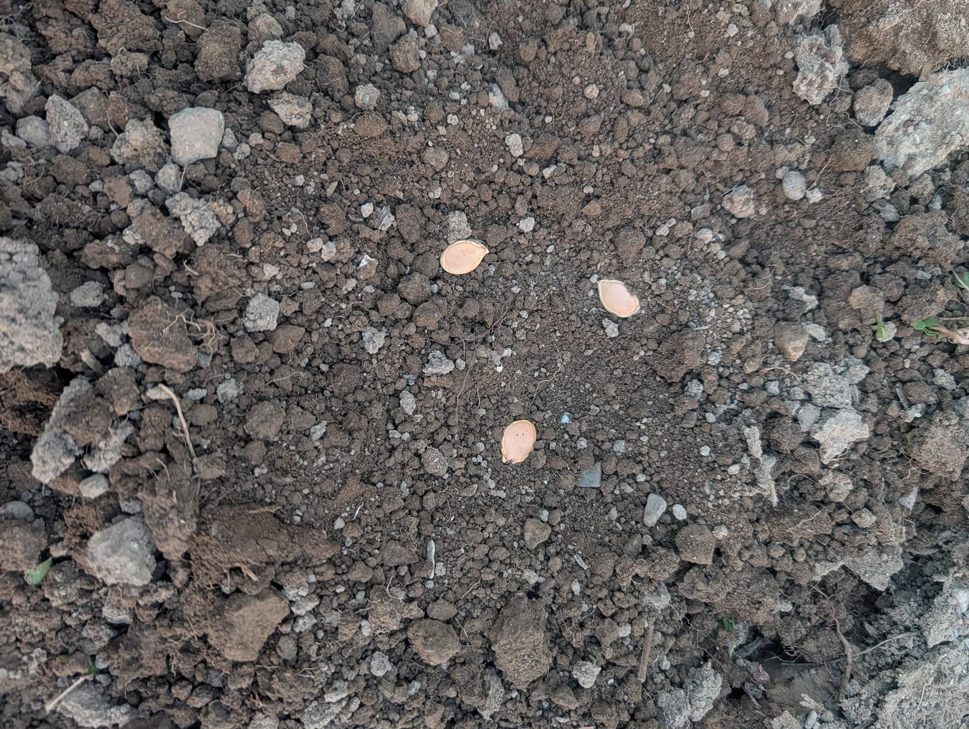 カボチャの種